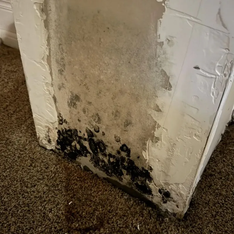 Professional Mold Removal in Middletown, DE